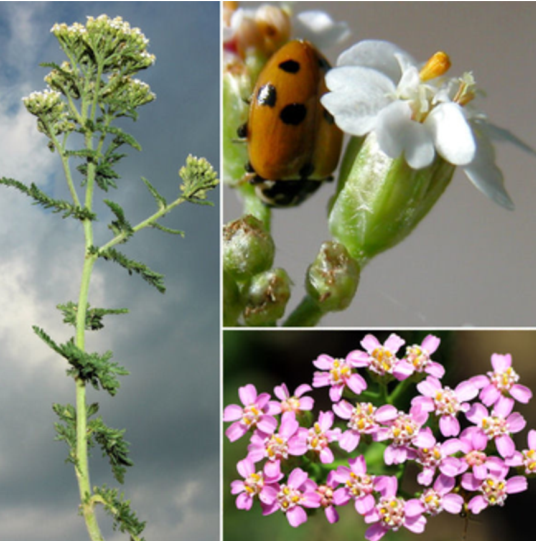 Achillea